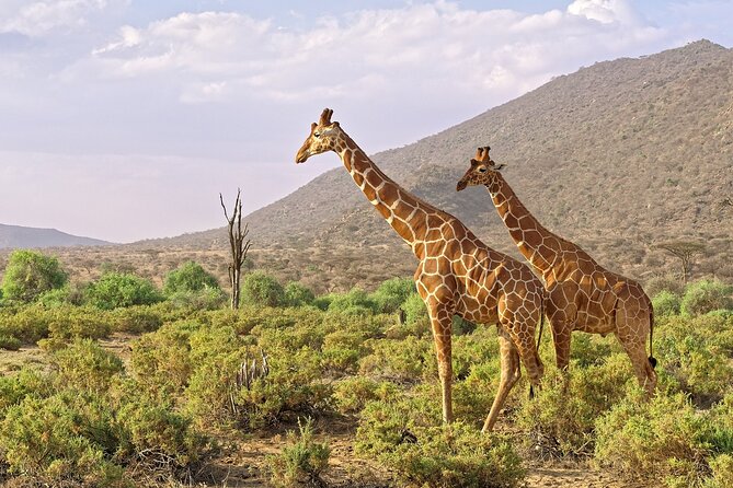 6-Day Private Tour in Samburu, Nakuru and Maasai Mara - Day 3: Samburu to Lake Nakuru and the white rhinos
