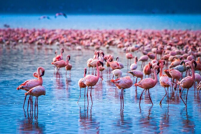 6-Day Private Tour in Samburu, Nakuru and Maasai Mara - Day 4: Leaving Nakuru for the Maasai Mara