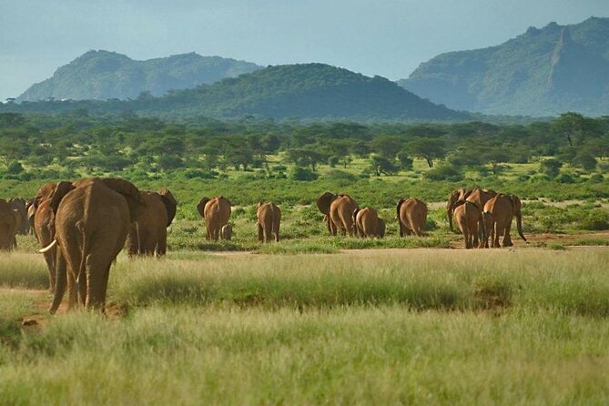 6-Day Private Tour in Samburu, Nakuru and Maasai Mara - Day 5: A full day beside the Mara River