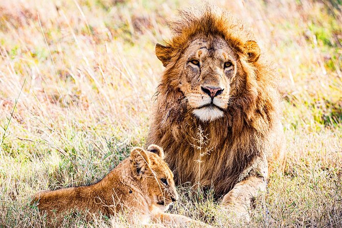 6-Day Private Tour in Samburu, Nakuru and Maasai Mara - Day 6: The long road back to Nairobi