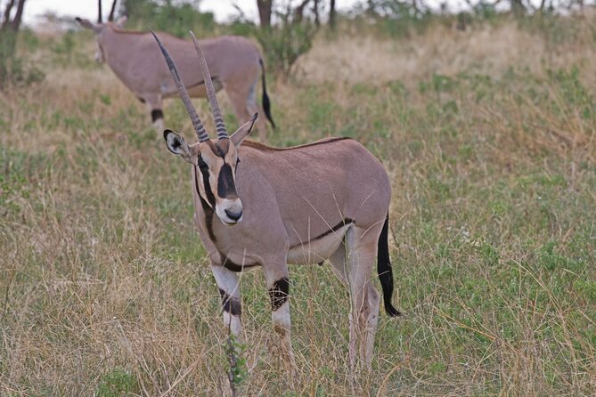 6-Day Private Tour in Samburu, Nakuru and Maasai Mara - What the $2,481 price covers