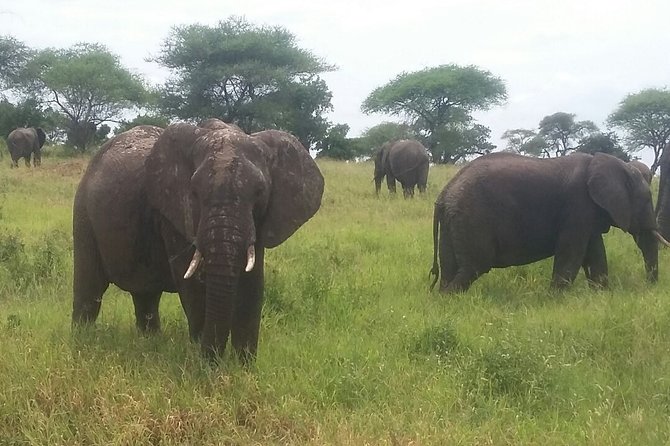 6-Day Safari to Samburu, Lake Nakuru & Masai Mara - Day 1: Nairobi to Samburu, then an afternoon game drive