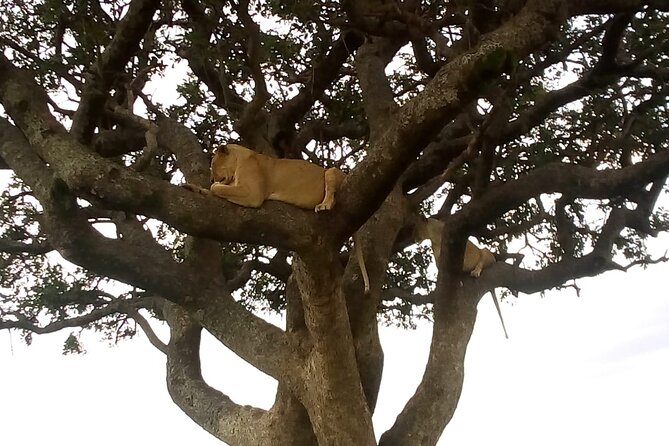 6-Day Safari to Samburu, Lake Nakuru & Masai Mara - Day 3: Thompson Falls and the birds and rhinos of Lake Nakuru