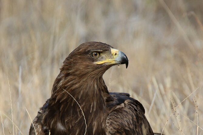 6-Day Samburu, Lake Nakuru, and Masai Mara Safari - Day 5: The full-day Masai Mara search