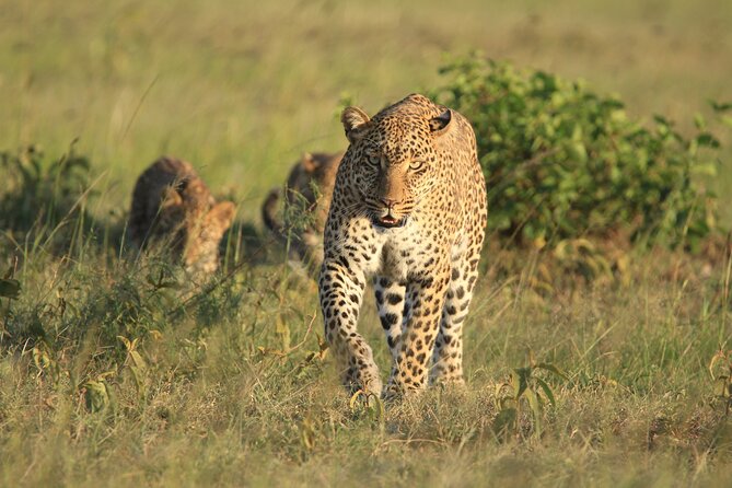 6-Day Samburu, Lake Nakuru, and Masai Mara Safari - Day 6: Leaving the Mara for Nairobi