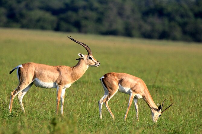 6-Day Samburu, Lake Nakuru, and Masai Mara Safari - What the private 4x4 means for you
