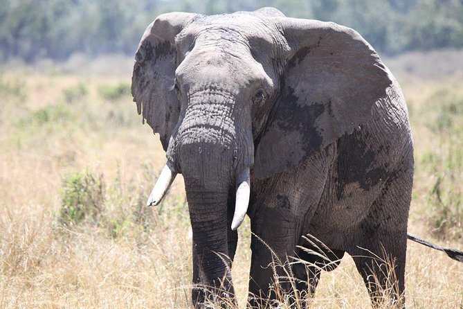 6-Day Samburu, Lake Nakuru, and Masai Mara Safari - Meals, lodges, and what is not covered