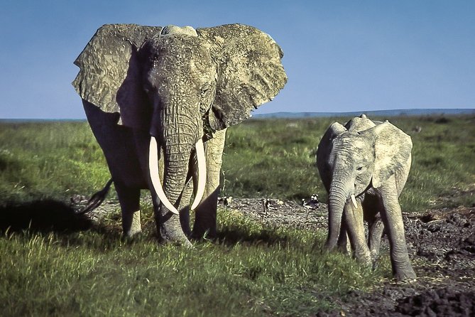 6 Days /5 Nights Adventure in Masai Mara,Lake Nakuru, Amboseli - Key points to know before booking