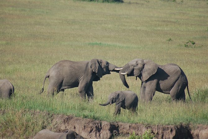 6 Days /5 Nights Adventure in Masai Mara,Lake Nakuru, Amboseli - A six-day route with three very different parks
