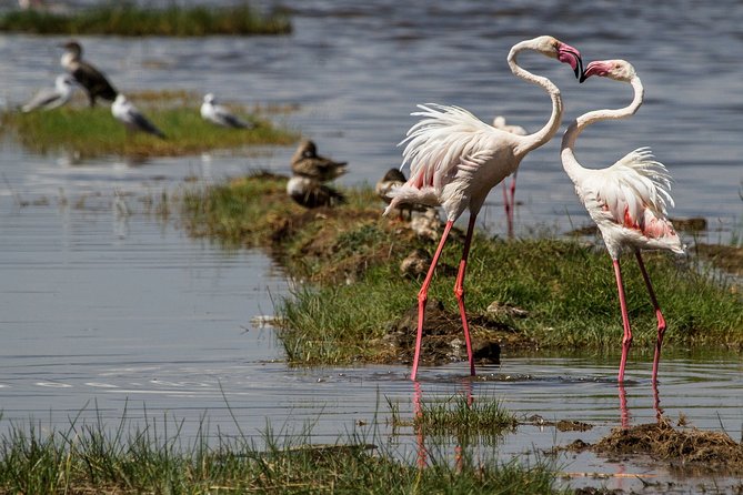 6 Days /5 Nights Adventure in Masai Mara,Lake Nakuru, Amboseli - Day 3: Rhinos, flamingos, and the move to Lake Nakuru