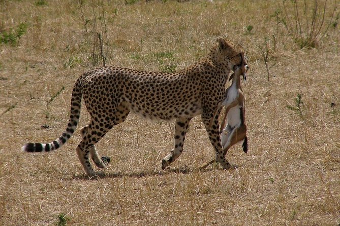 6 Days /5 Nights Adventure in Masai Mara,Lake Nakuru, Amboseli - Day 5: Elephants, hippos, and the Kilimanjaro view