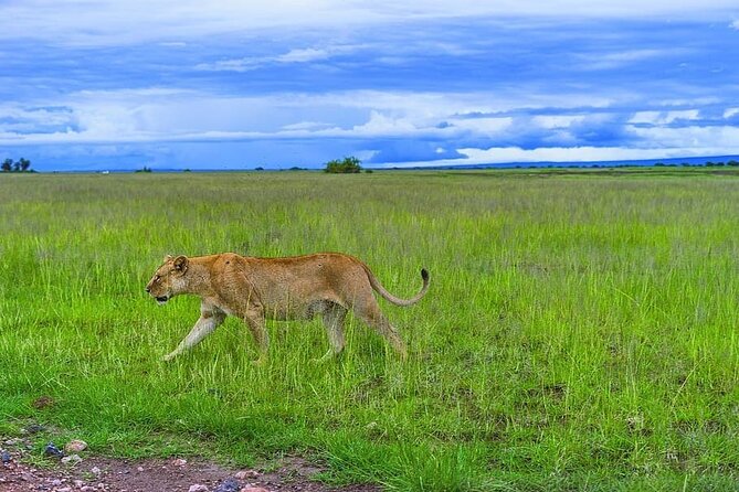 6 Days /5 Nights Adventure in Masai Mara,Lake Nakuru, Amboseli - Day 6: One last drive, then Nairobi airport