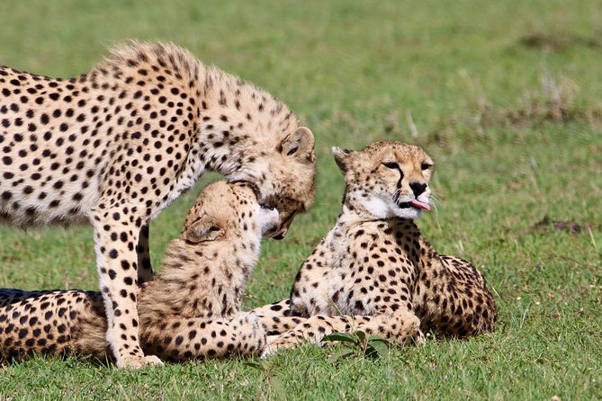 6 Days /5 Nights Adventure in Masai Mara,Lake Nakuru, Amboseli - Day 2: A full Masai Mara game drive and the Mara River