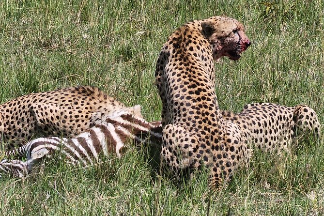 6 Days Amboseli, Lake Naivasha and Masai Mara Adventure - What makes this Kenya safari worth considering