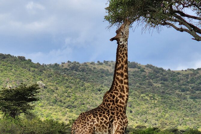 6 Days Amboseli, Lake Naivasha and Masai Mara Adventure - The overall shape of the six-day adventure
