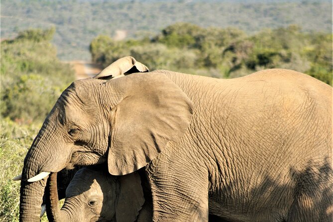 6 Days Amboseli, Lake Naivasha and Masai Mara Adventure - What the $2,294 price includes