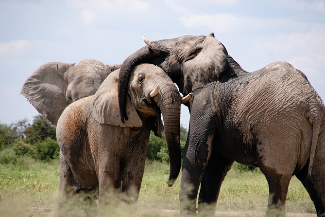 6 Days Amboseli, Lake Naivasha and Masai Mara Adventure - Day 2: Early Kilimanjaro views and an optional Maasai visit