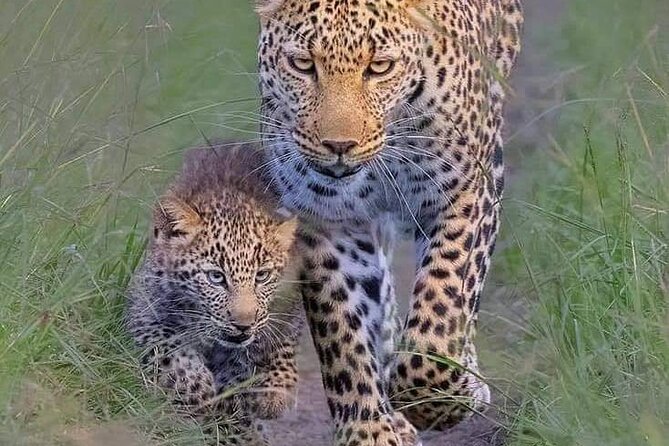 6 Days Amboseli,Lake Naivasha and Masai Mara Safari - Key points to know before booking