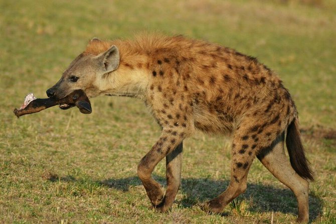 6 Days Amboseli, Lake Nakuru and Masai Mara - Day six: Lake Naivasha and the return to Nairobi