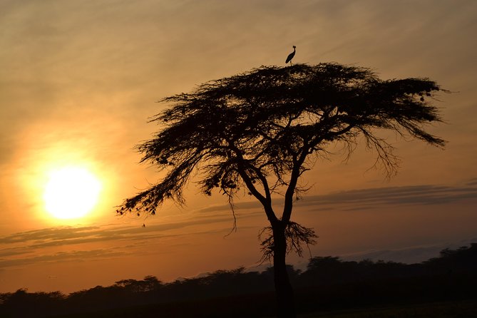 6 Days Amboseli, Lake Nakuru and Masai Mara - Day one: Nairobi to Amboseli and a first afternoon drive