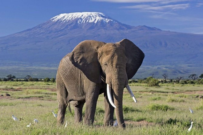 6 Days Amboseli, Nakuru Masai Mara Safari - Key points at a glance