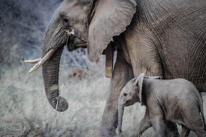 6 Days Amboseli, Nakuru Masai Mara Safari - Day 4: Morning wildlife, then on to Maasai Mara