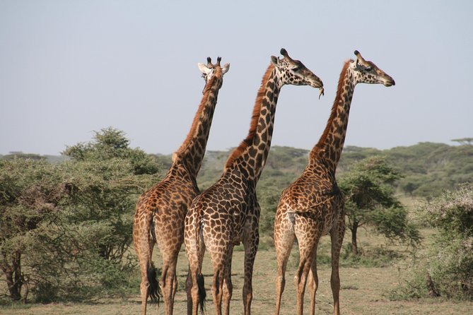 6 Days Amboseli, Nakuru Masai Mara Safari - Day 6: The Mara at first light, then Nairobi