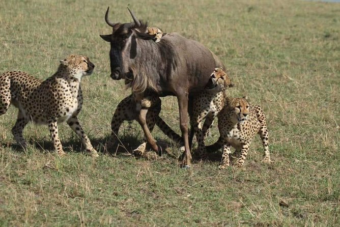 6 Days best of kenya safaris Maasai Mara-Lake Nakuru Amboseli National Park - Three parks, three very different safari moods