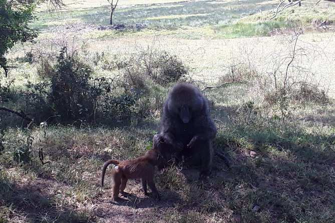 6 Days best of kenya safaris Maasai Mara-Lake Nakuru Amboseli National Park - Day 2: A full Maasai Mara game-viewing day