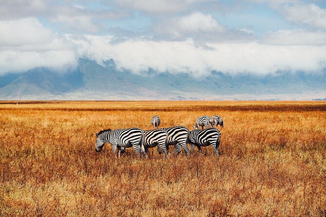 6 Days best of kenya safaris Maasai Mara-Lake Nakuru Amboseli National Park - Day 3: Early Mara viewing and the move to Lake Nakuru