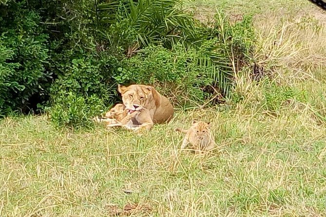 6 Days best of kenya safaris Maasai Mara-Lake Nakuru Amboseli National Park - Day 4: Rhinos, flamingos, and a long transfer to Amboseli