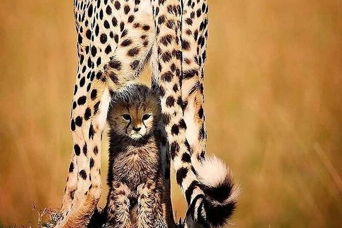 6 Days best of kenya safaris Maasai Mara-Lake Nakuru Amboseli National Park - What the $980 price really covers