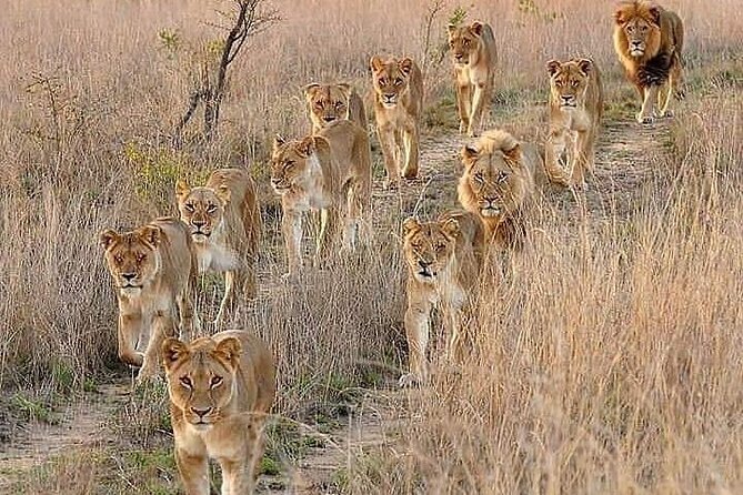 6 Days best of kenya safaris Maasai Mara-Lake Nakuru Amboseli National Park - Day 1: Nairobi to Maasai Mara before the afternoon drive