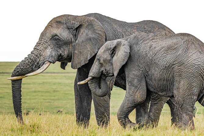 6 Days Group Multi Day Tour Masai Mara Lake Nakuru and Amboseli - Five things to know before booking