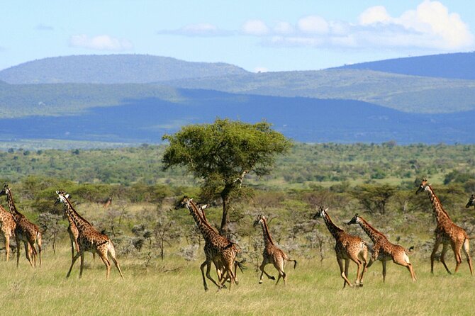 6 Days Group Multi Day Tour Masai Mara Lake Nakuru and Amboseli - Day 1: From Nairobi to the Maasai Mara
