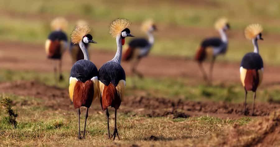 6 Days, Group Safari to Masai Mara, Lake Nakuru and Amboseli - Key points before you book