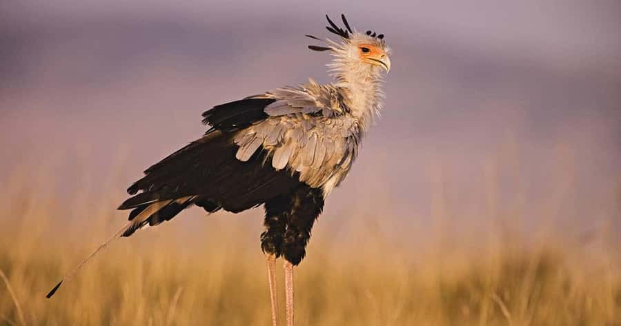 6 Days, Group Safari to Masai Mara, Lake Nakuru and Amboseli - Day 2: A full day among Mara predators