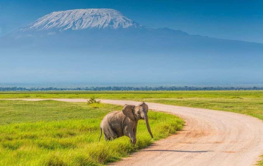 6 Days, Group Safari to Masai Mara, Lake Nakuru and Amboseli - Day 4: Rhinos at Lake Nakuru, then the long run to Amboseli