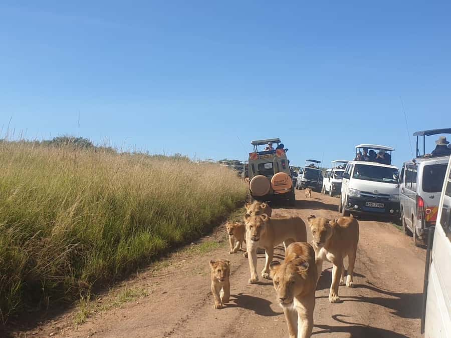 6 Days, Group Safari to Masai Mara, Lake Nakuru and Amboseli - The vehicle and group size