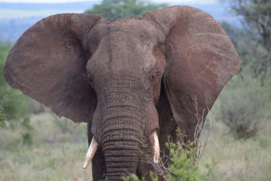 6 Days, Group Safari to Masai Mara, Lake Nakuru and Amboseli - Accommodation, meals, and comfort