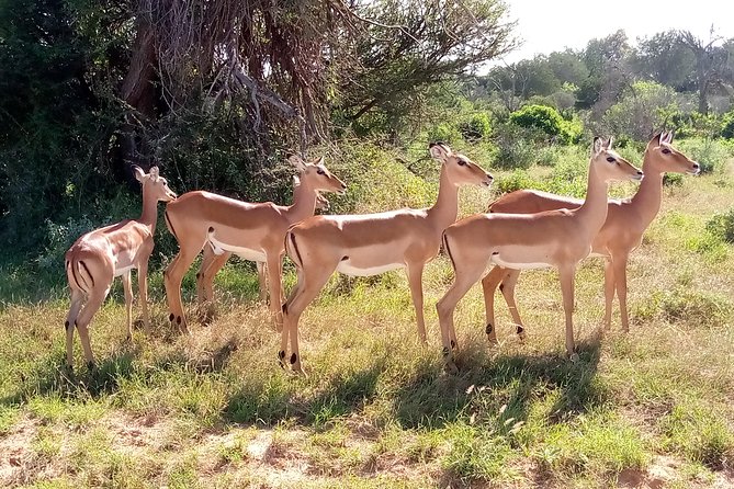 6 days guided safari: nairobi / lake nakuru / lake naivasha / masai mara n r - Accommodation and meals across four properties