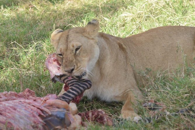 6 Days in Masai Mara- Lake Nakuru- Amboseli - Three parks, three very different safari experiences