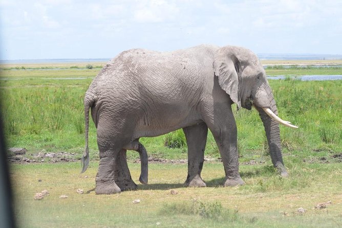 6 Days in Masai Mara- Lake Nakuru- Amboseli - Day 5: Elephants, swamps, and Mount Kilimanjaro