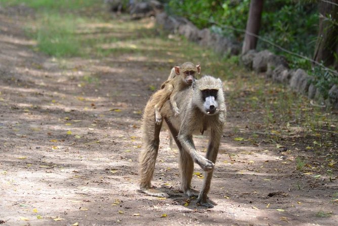 6 Days in Masai Mara- Lake Nakuru- Amboseli - What the $45 price really means