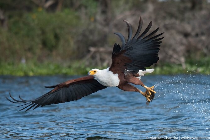 6 Days Kenya Adventure Wildlife Safari - Day 1: Lake Naivasha boating after airport pickup
