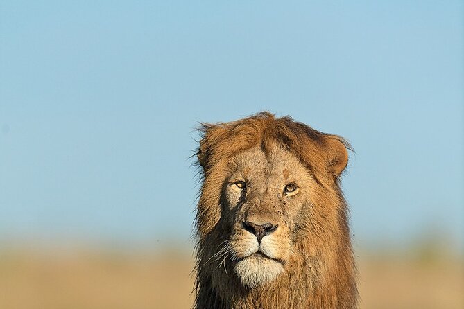 6 Days Kenya Adventure Wildlife Safari - Day 6: One last game drive, then back to Nairobi