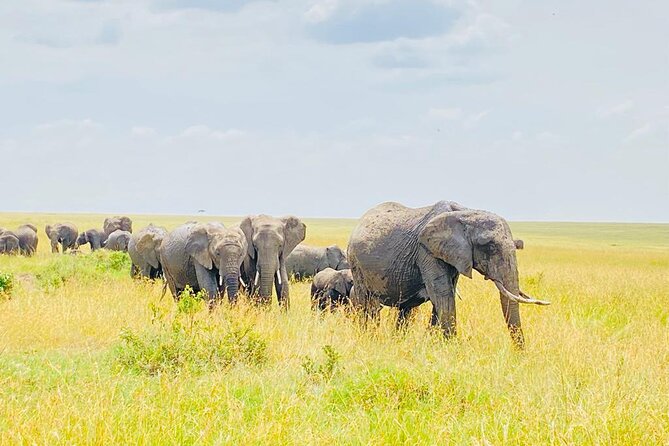 6 Days Kenya Budget Group Safari - Key details before you book