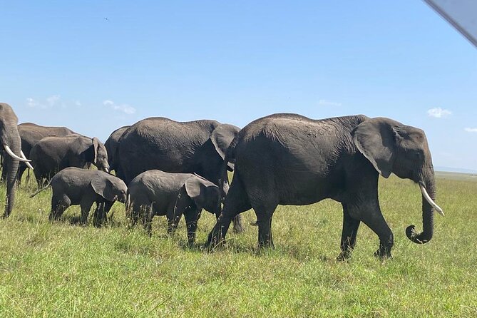 6 Days Kenya Budget Group Safari - Day 3: Lake Nakuru’s rhinos and pink water