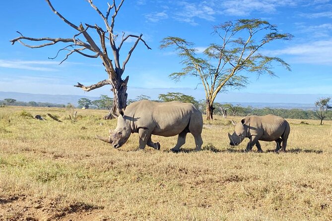 6 Days Kenya Budget Group Safari - Day 4: From Nakuru through Nairobi to Amboseli