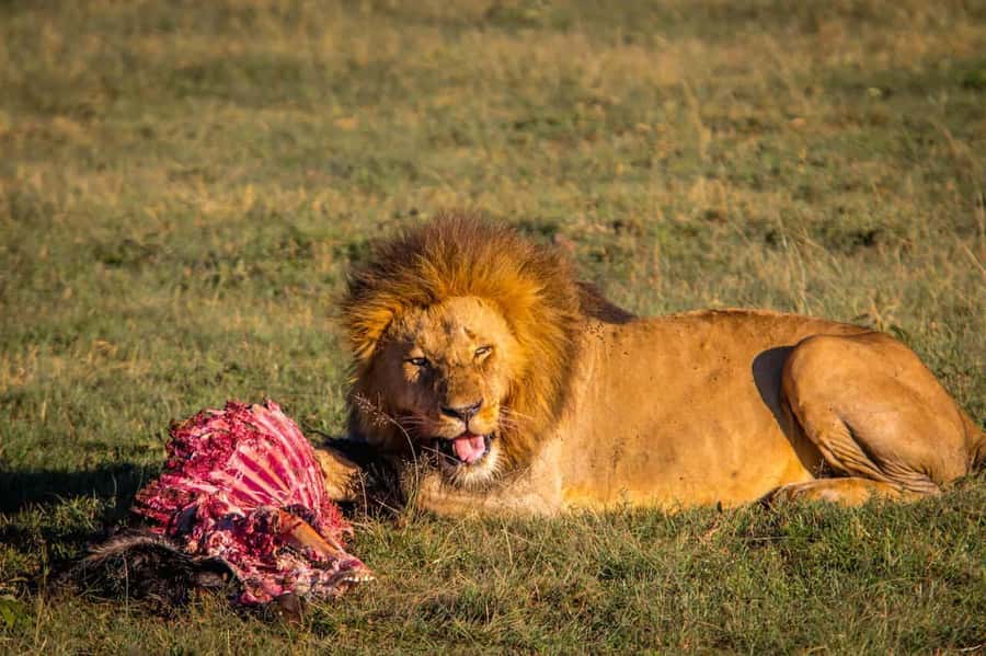 6 Days Kenya Budget Safari - What this six-day Kenya safari is really offering
